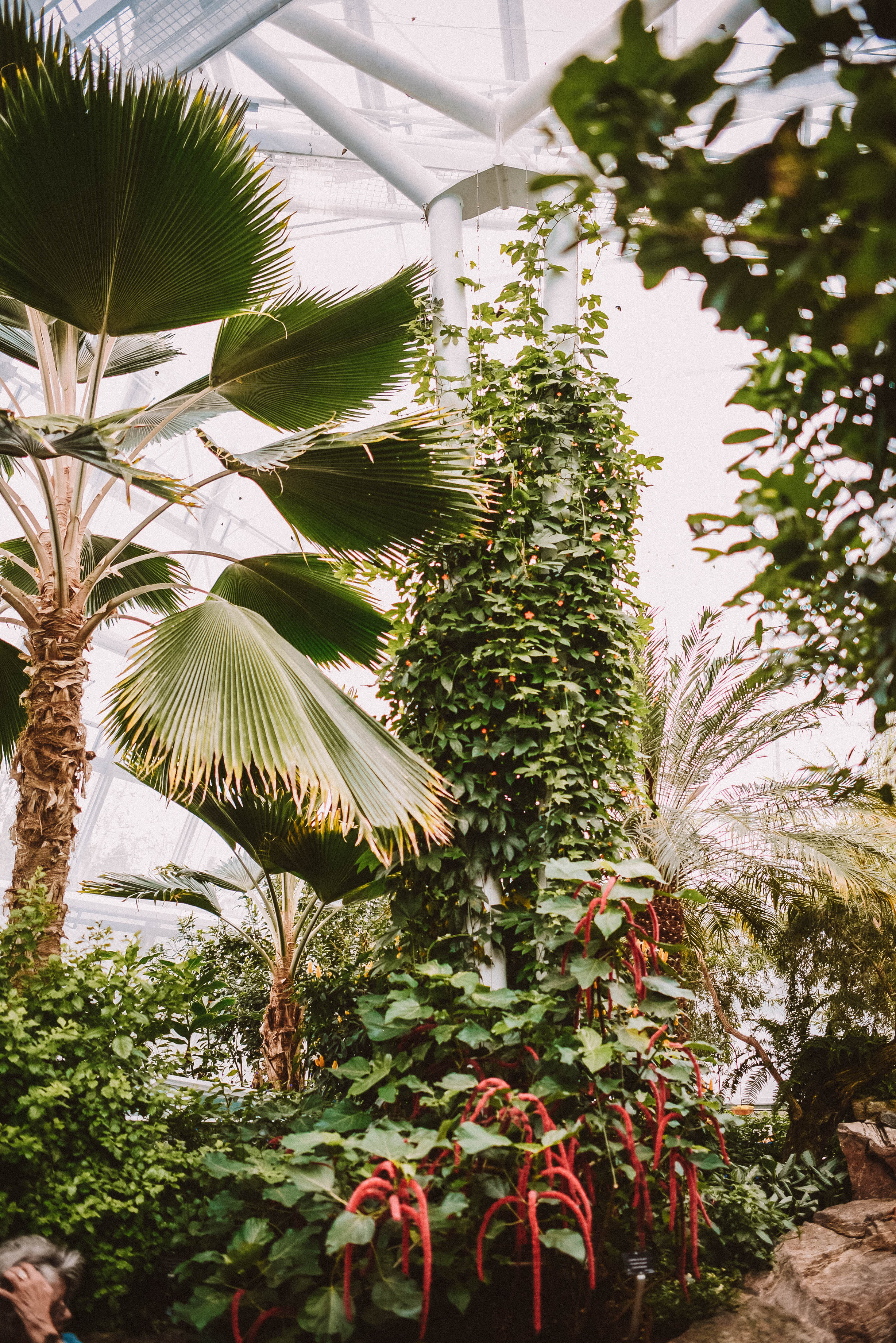 Niagara Parks Butterfly Conservatory
